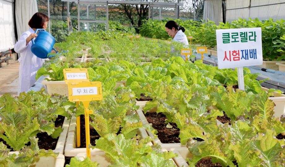 태안군, ‘농업용 클로렐라 보급’ 친환경 농산물 생산 앞장