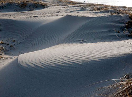 사구의 모래언덕