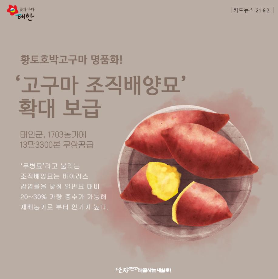 고구마 조직배양묘 확대 보급