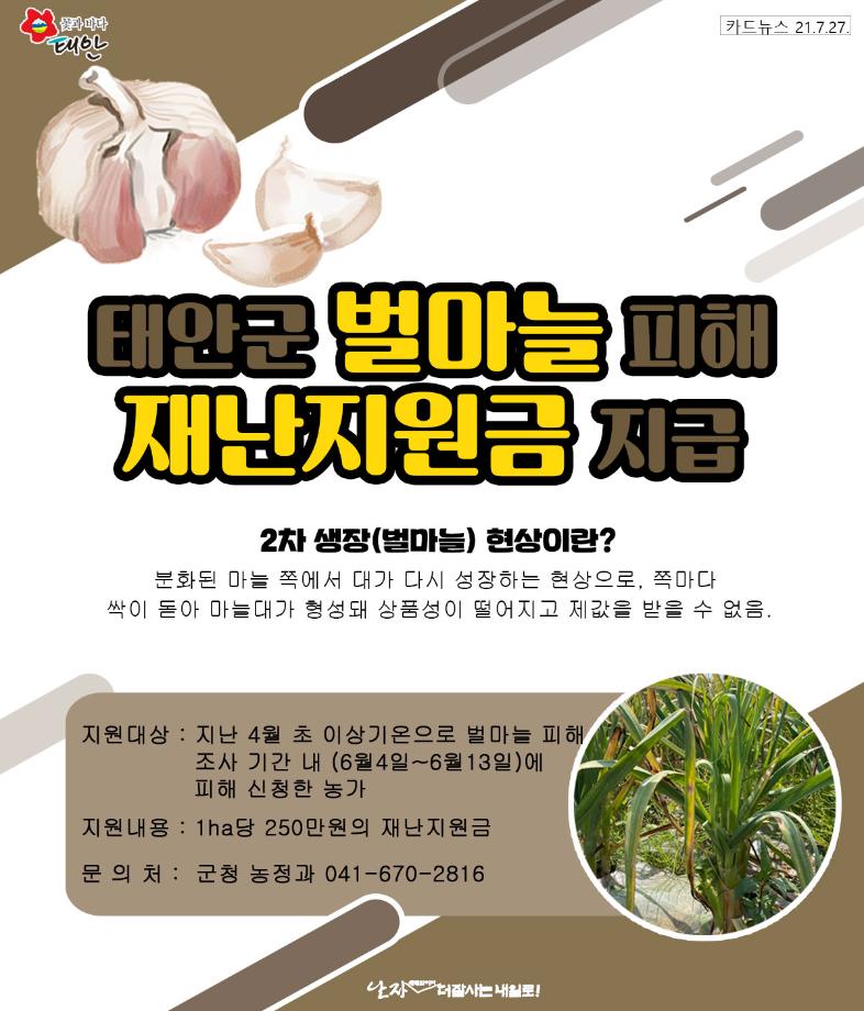벌마늘 피해 재난지원금 지급
