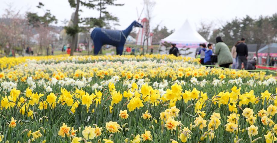 태안에서 만나는 ‘새로운 봄’, 수선화 축제 4월 1일 개막!