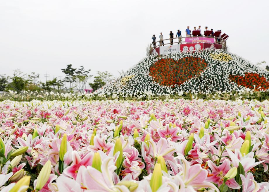 “꽃의 귀족 감상하세요!” 태안 백합꽃축제 24일 개막