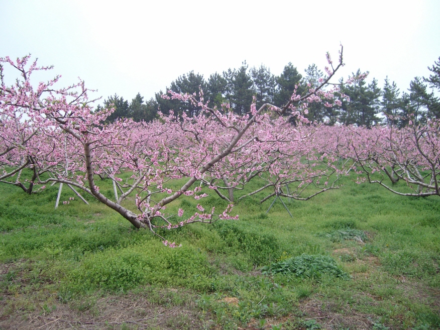 안골과수원