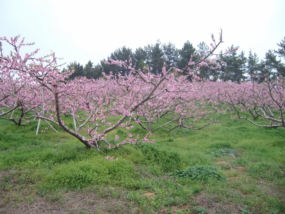 안골과수원