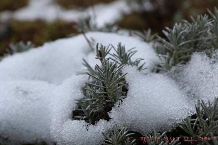 태안 팜 카밀레 허브농원 겨울과 봄이 공존하는 여행지