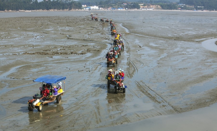태안군, 근소만 일대 ‘명품 바지락 생산단지’ 조성!