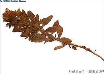 모래지치