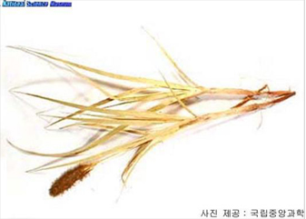 통보리사초