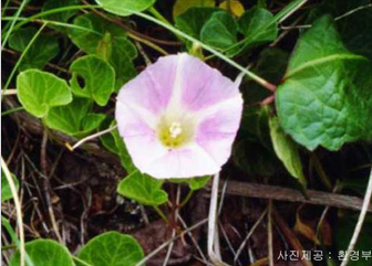 갯메꽃