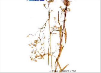 갯개미취(갯자원)