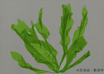 잎파래