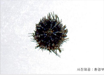 분지성게