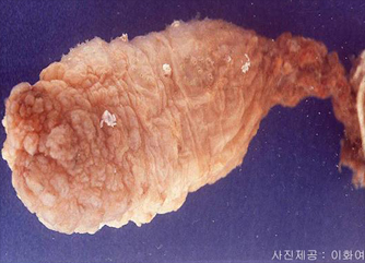 미더덕
