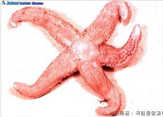 아무르불가사리