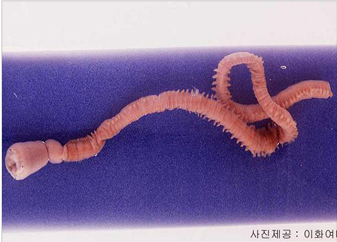 치로리갑갯지렁이