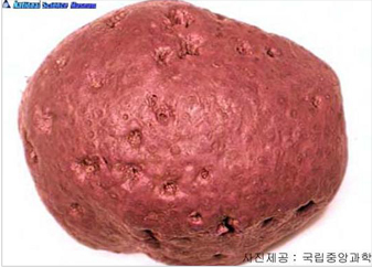 호박해면