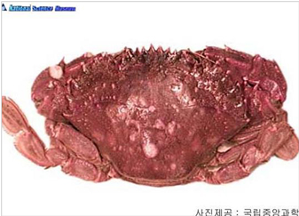 민꽃게
