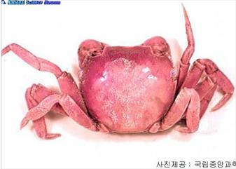 무늬발게