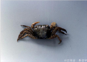 사각게
