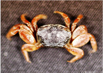 털콩게