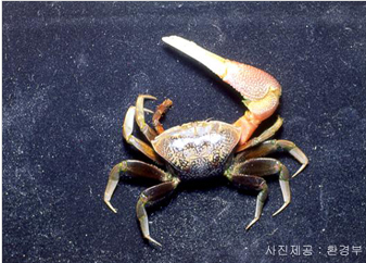 농게