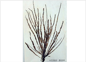 고리매