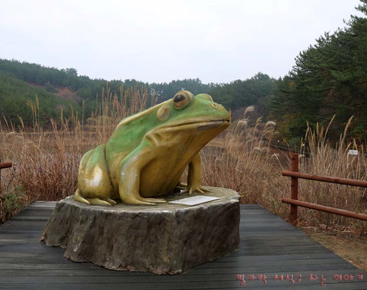 태안 가볼만한곳 두웅습지 금개구리를 지켜주세요.