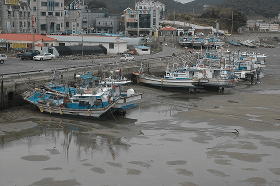 안면도 신 영목항을 가다.