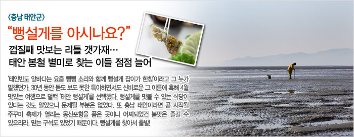 '뻥설게를 아시나요' 껍질째 맛보는 리틀 갯가재…태안 봄철 별미로 찾는 이들 점점 늘어