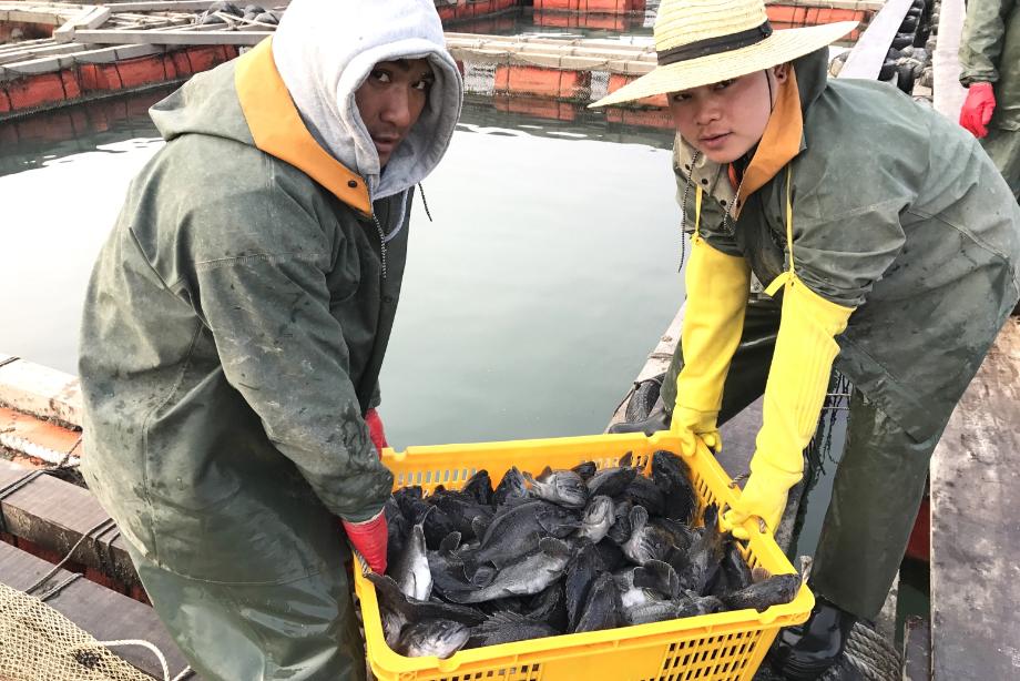 태안산 ‘청정 우럭’, 설 명절 선물로 인기 급등!