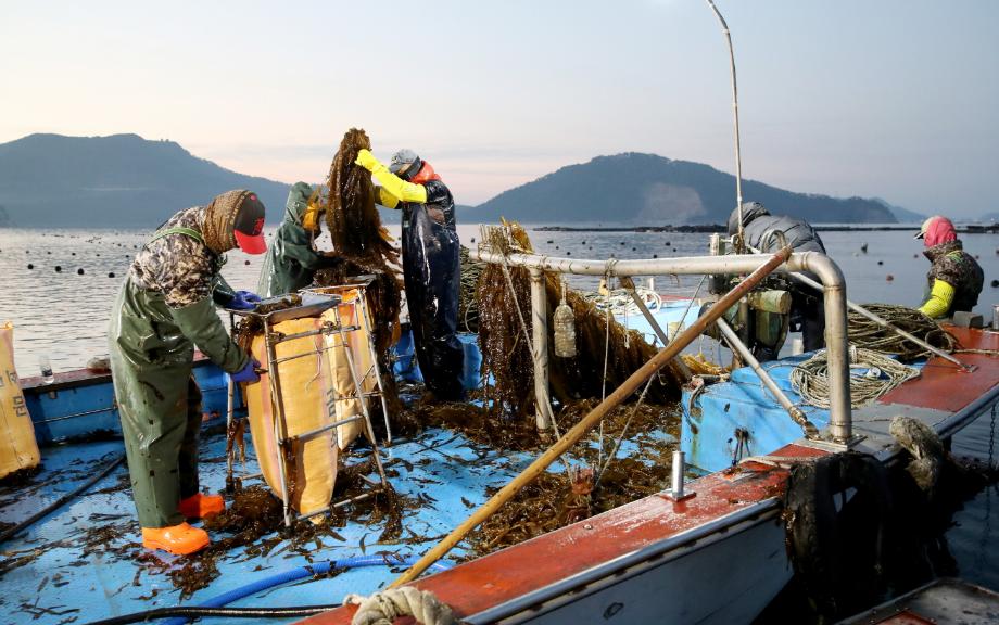 태안군, 청정해역서 자란 곰피 수확 한창!