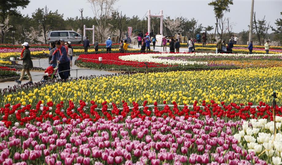 ‘봄의 전령사’ 태안 튤립축제 4월 13일 개막!