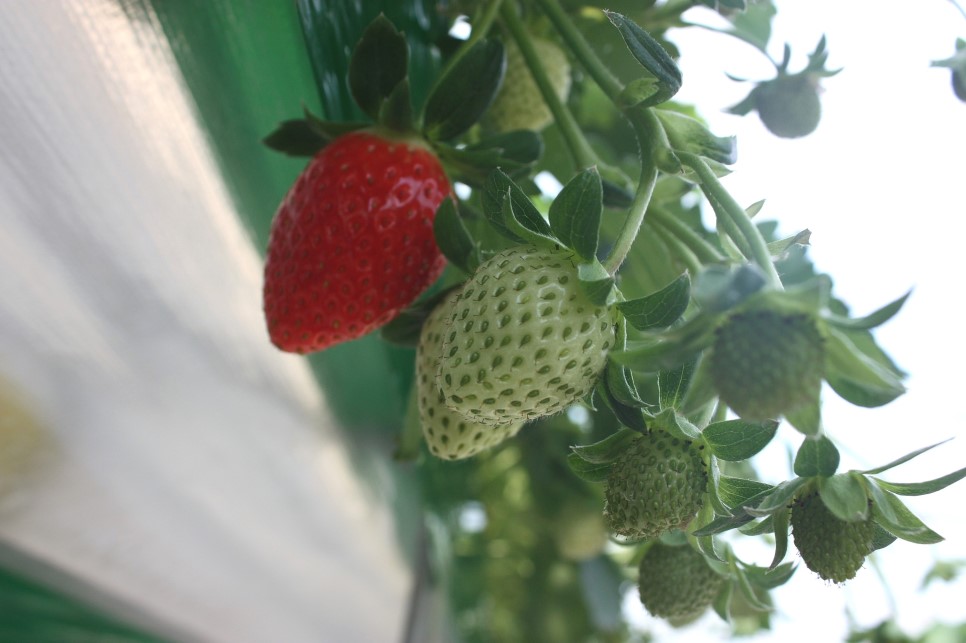 새콤달콤한 태안 과일 맛보셔야죠~?!