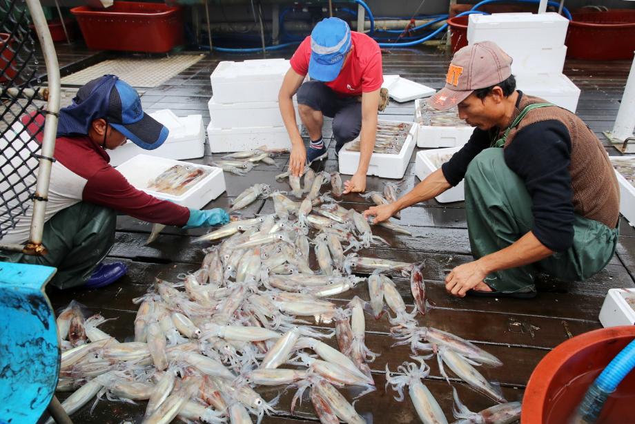 ‘서해 황금어장’ 태안군, 오징어 수확 시작!