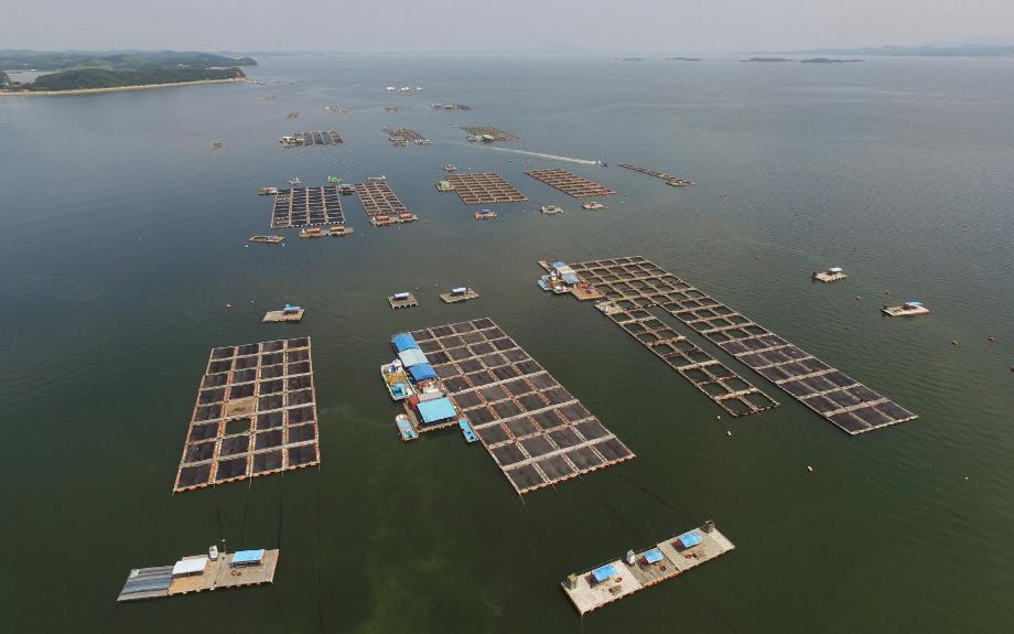 태안군, 여름철 가두리양식장 고수온 피해 막는다!