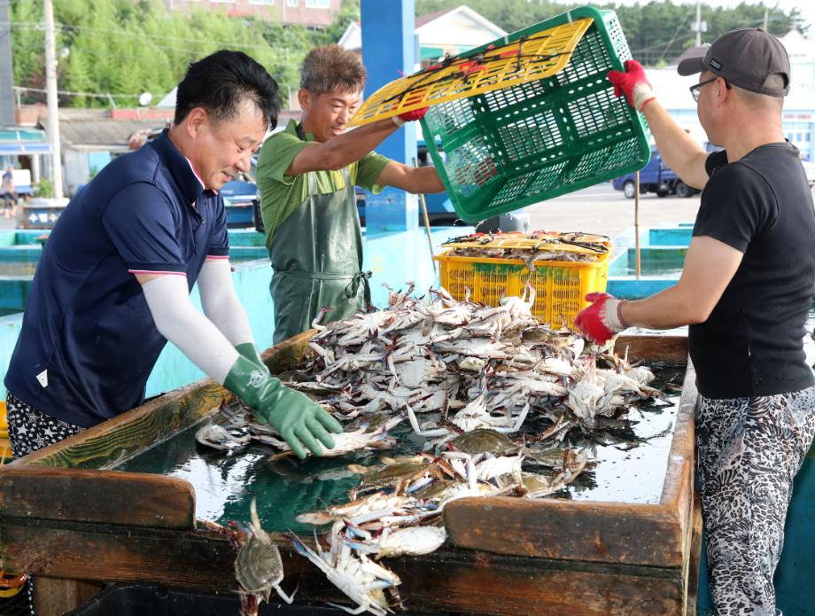 ‘꽃게 하면 태안!’, 가을 꽃게잡이 드디어 시작!