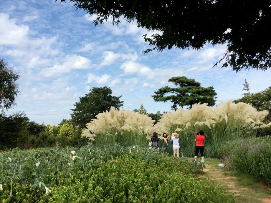 태안군 청산수목원, 11월 26일까지 ‘팜파스 축제’ 열려