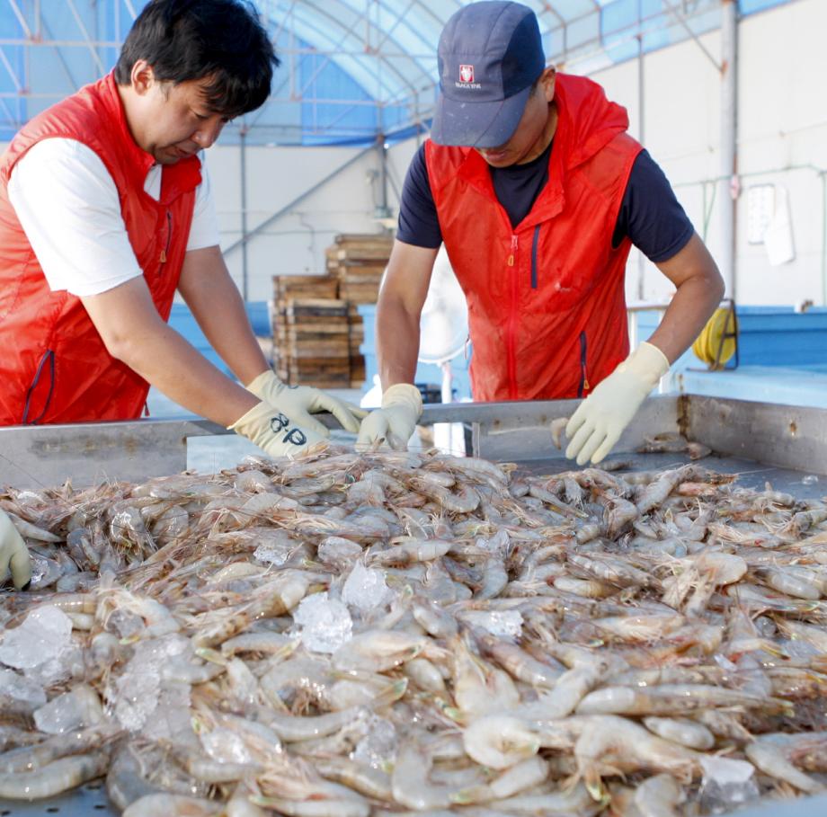 태안군 최고의 명물, 자연산 가을 대하 출하 시작!