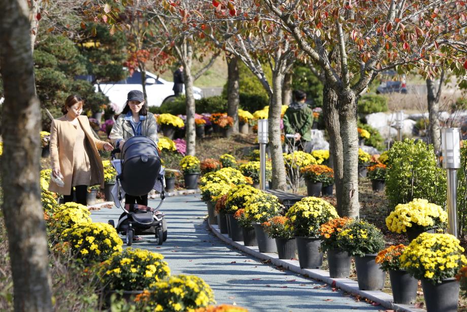 ‘가을향기 가득’, 태안군 ‘국화향기 나눔전’ 25일 개최