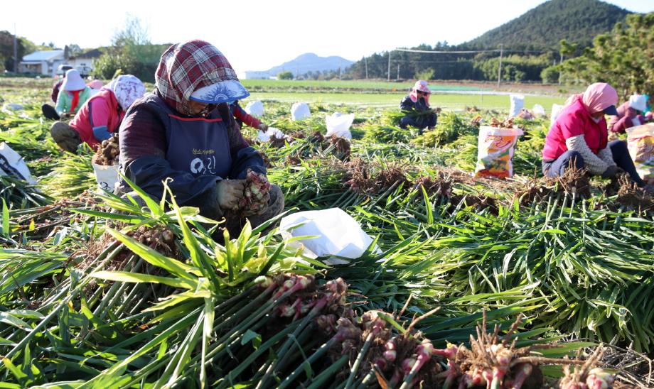 태안군 ‘명품 생강’, 이달 말부터 본격 출하!