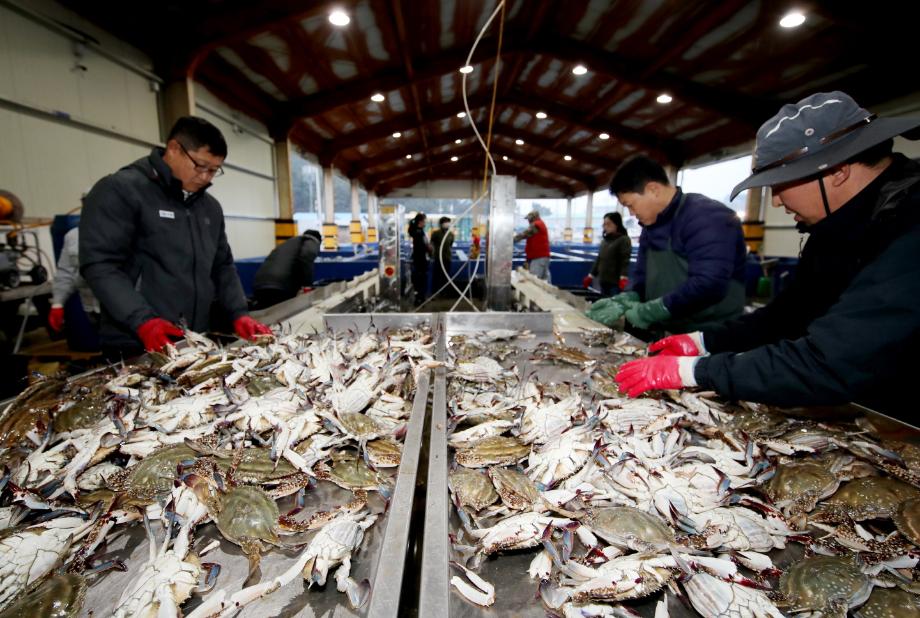 태안군 ‘들썩!’, 봄 꽃게 수확 시작