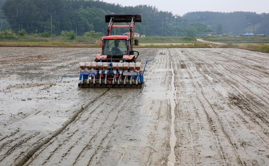 태안군, 벼 직파재배 확대 보급 나선다!