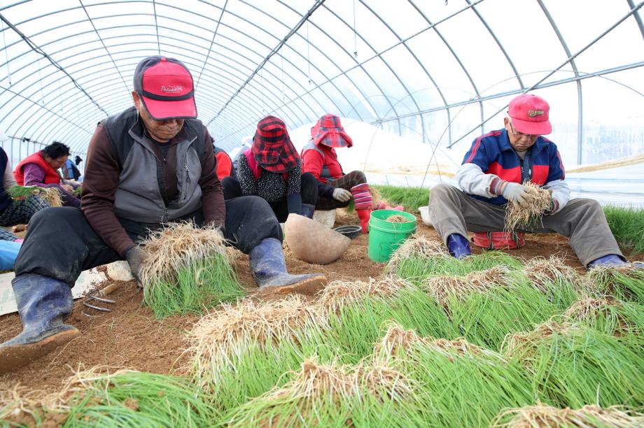 태안군, ‘태안 달래’ 지리적표시 등록 쾌거!