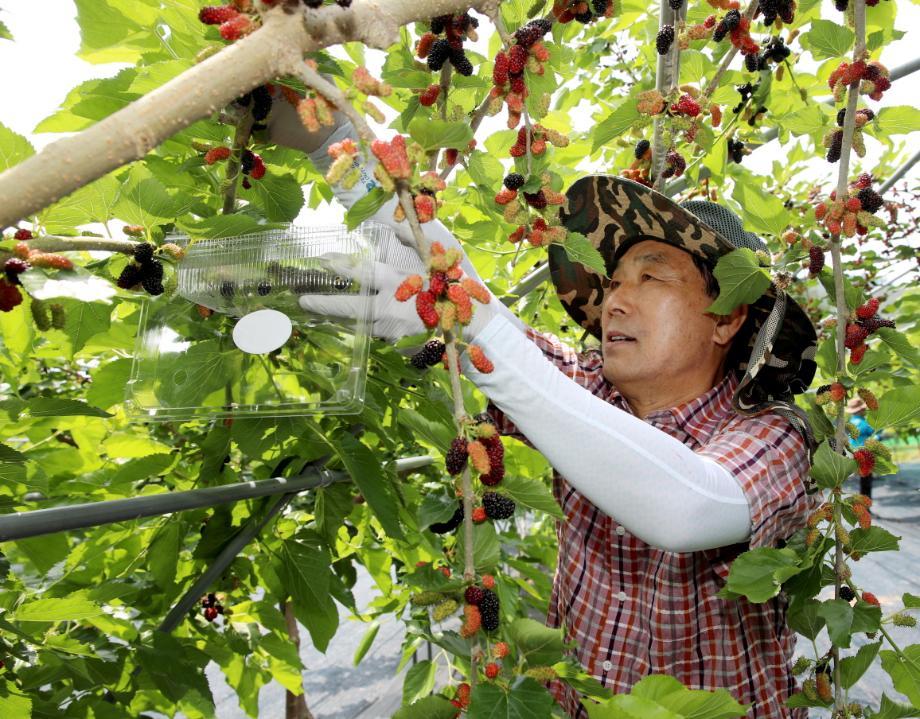 ‘블랙푸드’ 오디, 태안군 농가의 고소득 작물로 인기!
