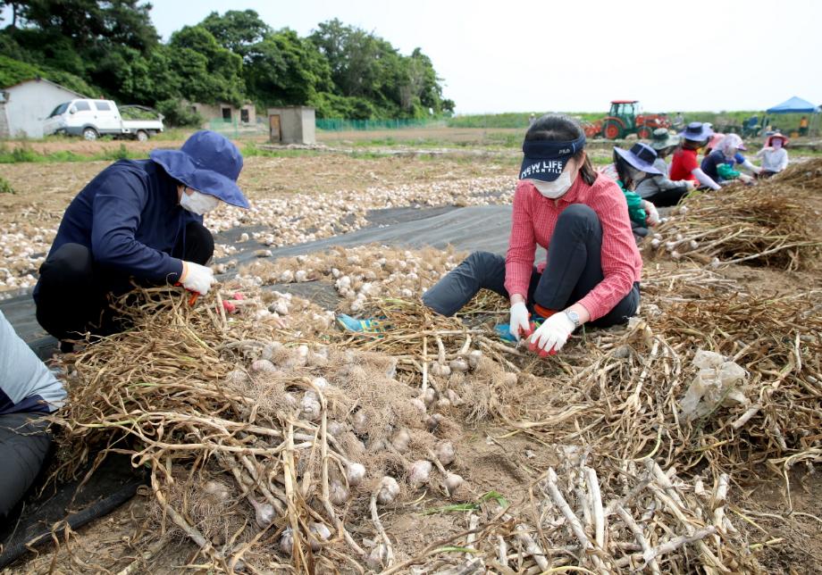 태안군 공직자들, 농촌 일손부족 해소에 ‘구슬땀’