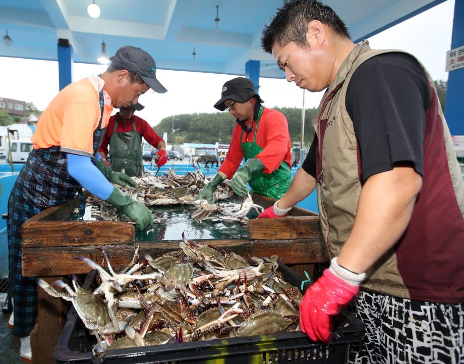 ‘꽃게 하면 태안!’, 가을 꽃게잡이 드디어 시작!
