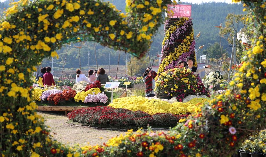 ‘가을향기 가득’, 태안군 ‘원북면 국화향기 나눔전’ 26일 개최