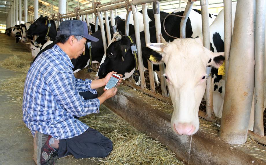 태안군, 정보통신기술(ICT)활용 ‘반추·발정 측정 시스템’ 도입