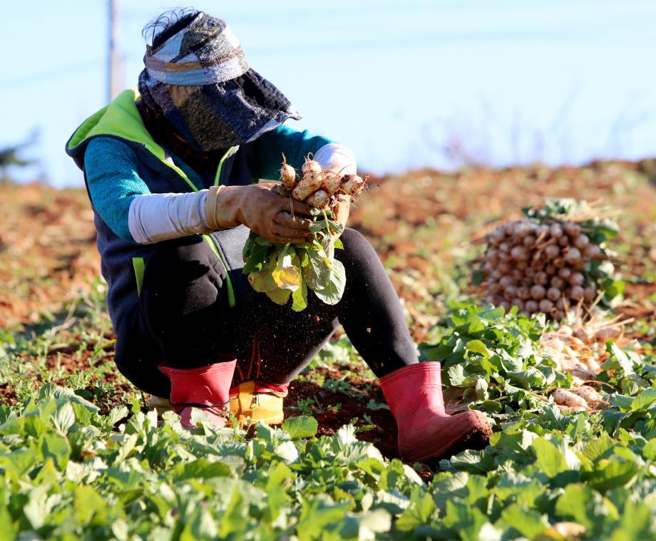맛좋은 태안 황토 총각무, 수확 시작!