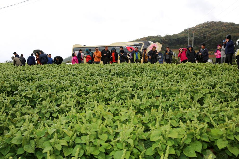 태안군, 잎들깨 종자 생산 ‘메카로 떠오른다’